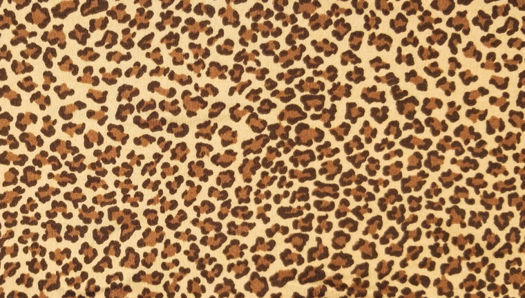 Cheetah - 442