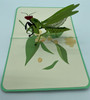Handmade 3D Kirigami Card

with envelope

Praying Mantis Insect 1