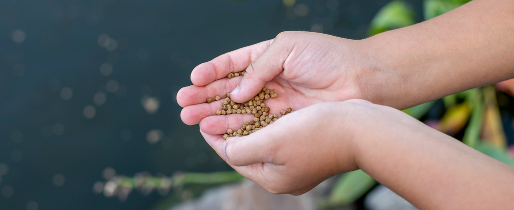 Fish Food in a hand