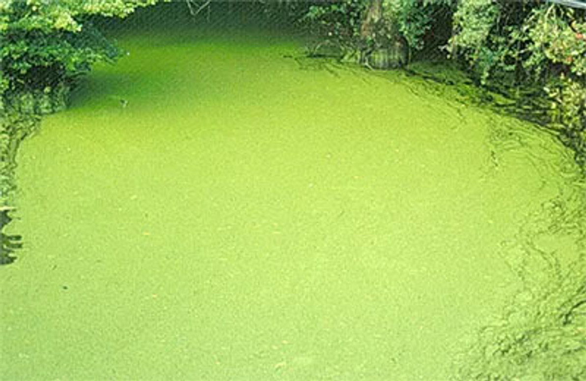 What Causes Algae