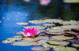 Natural Solutions to Getting Rid of Algae