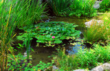 Benefits Of A Water Garden