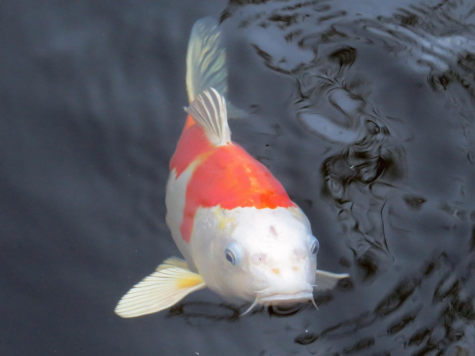 Koi Flourish Growth Formula fish