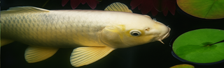 Pond Free® Products