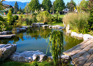 Lush garden pond surrounded by greenery
