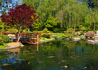 Small modern pond with clear water and waterfall feature