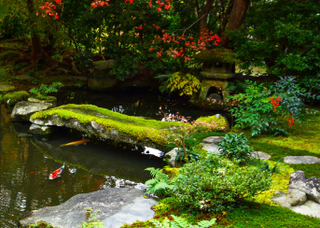 Beautiful backyard pond with rocks and plants