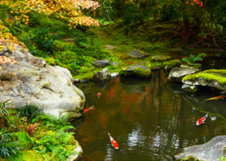 Backyard pond with a small waterfall and pond plants