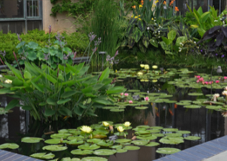 Decorative pond with stones and water lilies