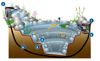 Interactive Pond