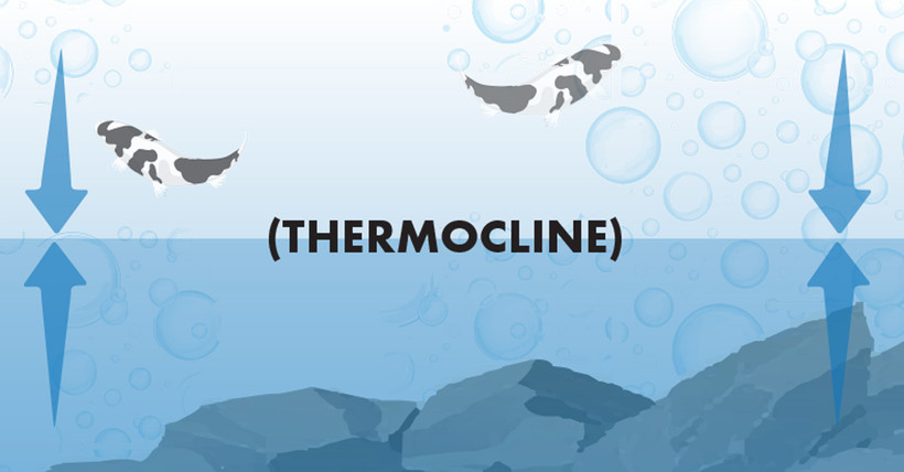 Before Aeration - Thermocline