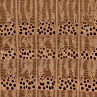 red-oak-endgrain-zoommm.jpg