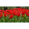 Garden Elements Spring Blooming Bulbs – Darwin Tulip, Red Impression – 50 Pack Garden Elements Spring Blooming Bulbs – Darwin Tulip, Red Impression – 50 Pack