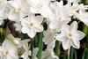 Rotteveel Live Flower Bulbs, 14-15cm Indoor Narcissus 'Paperwhite' Ziva Tazetta (20 Pack)