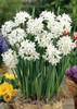 Rotteveel Live Flower Bulbs, 14-15cm Indoor Narcissus 'Paperwhite' Ziva Tazetta (20 Pack)