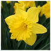 Garden Elements Live Flower Bulbs, Dutch Master Narcissus Daffodil, Yellow (50 Bulbs)