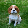 Michael Carr Designs Puppy Love Collection, Outdoor Figurine — Cavalier King Charles Spaniel Puppy, 8"
