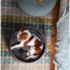 Keter by Curver Knit Cozy Resin Plastic Pet Bed for Dogs and Cats, Sandy Beige