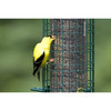 Squirrel Buster Classic Finch Squirrel-proof Bird Feeder with 4 Perches and 8 Feed Ports