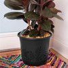 Bloem Fresia Indoor/Outdoor Flower Planter with Saucer, Black - 6"