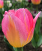 Garden Elements Spring Blooming Bulbs – Triumph Tulip, Tom Pouce, Pink with Yellow Base – 5 Pack