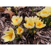 Garden Elements Spring Blooming Bulbs – Crocus Cream Beauty, Yellow – 10 Pack