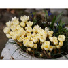 Garden Elements Spring Blooming Bulbs – Crocus Cream Beauty, Yellow – 10 Pack