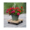 Plastec Indoor Cedar Wood Plant Caddy 12" Square Rolling Dolly with Wheels – Holds 200 lb – USA Made