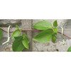 Tierra Garden (#50-3010) Haxnicks 8m Slim Soft Tie for Plants/Trees, Green - 26"