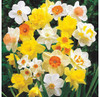 Garden Elements Spring Blooming Bulbs – Narcissus Daffodil, Mixed – 50 Pack Garden Elements Spring Blooming Bulbs – Narcissus Daffodil, Mixed – 50 Pack