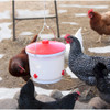 Farm Innovators Heated Poultry Drinker — Side-Mount Nipple, Drip-Free, 2 Gallon