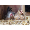 Koop Clean Chicken Hay and Straw Bedding​, 2.4 CF