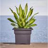 Bloem Veranda Plastic Deck Box Indoor/Outdoor Square Planter