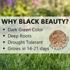 Jonathan Green Black Beauty Dense Shade Premium Grass Seed Mix