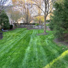 Jonathan Green Black Beauty Dense Shade Premium Grass Seed Mix