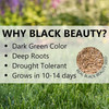 Jonathan Green Black Beauty Pacific Northwest Grass Seed Mixture (Made for Washington, Oregon, and Idaho) - Cool Season Lawn Seed
