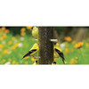 Cole’s Nifty Niger Wild Bird Feeder — Polycarbonate Tube with 8 Ports — Quick‑Clean Base
