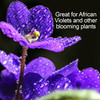 Fertilome Houseplant Hero 8-10-8 African Violet Plant Food Concentrate, 8fl oz
