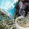 Standlee Premium Orchard Grass – Healthy Forage for Rabbits, Guinea Pigs, and Small Herbivores