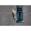 Brome Squirrel Buster Squirrel-Proof Bird Feeder for Nuts