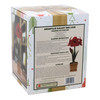 Netherland Bulb Co. Easy-Grow Amaryllis Galaxy "Red Lion"– Indoor Flowering Kit, Holiday & Gift-Ready Netherland Bulb Co. Easy-Grow Amaryllis Galaxy "Red Lion"– Indoor Flowering Kit, Holiday & Gift-Ready