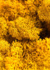SuperMoss Preserved Reindeer Moss, Mango, 2oz