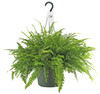 Garden Elements Live Classic Boston Fern Plant, 10in