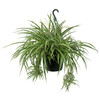Garden Elements Live Spider Plant Hanging Basket, 10in