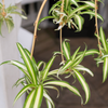 Garden Elements Live Spider Plant Hanging Basket, 10in