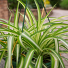 Garden Elements Live Spider Plant Hanging Basket, 10in