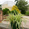 Garden Elements Live Spider Plant Hanging Basket, 10in