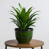 Gardener Select Madison Indoor/Outdoor Tapered Plastic Planter, 15"