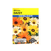 Lake Valley Seeds African Daisy Mixed Colors Heirloom, 0.4g