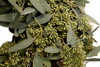 Potomac Flowers Fresh 14-16" Seeded Eucalyptus Wreath